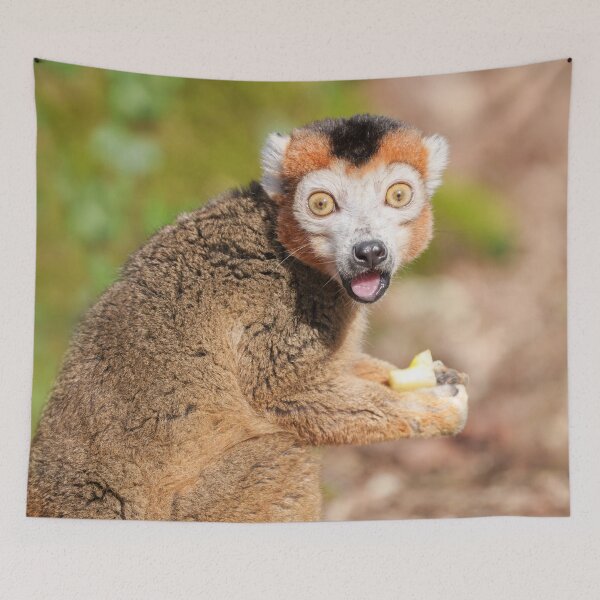 Item preview, Crowned Lemur's Surprise A Candid Expression designed and sold by rawshutterbug.