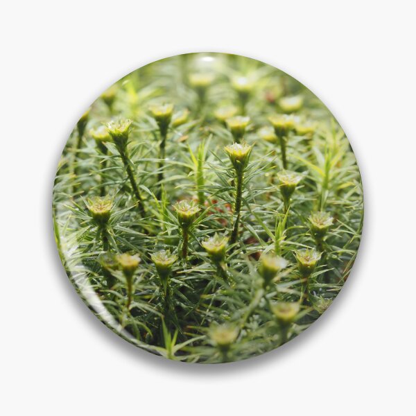 Item preview, Tiny forest of mosses designed and sold by Syr'photographies.