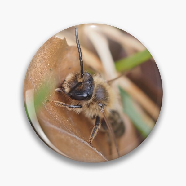 Item preview, Wild bee on dead leaf designed and sold by Syr'photographies.