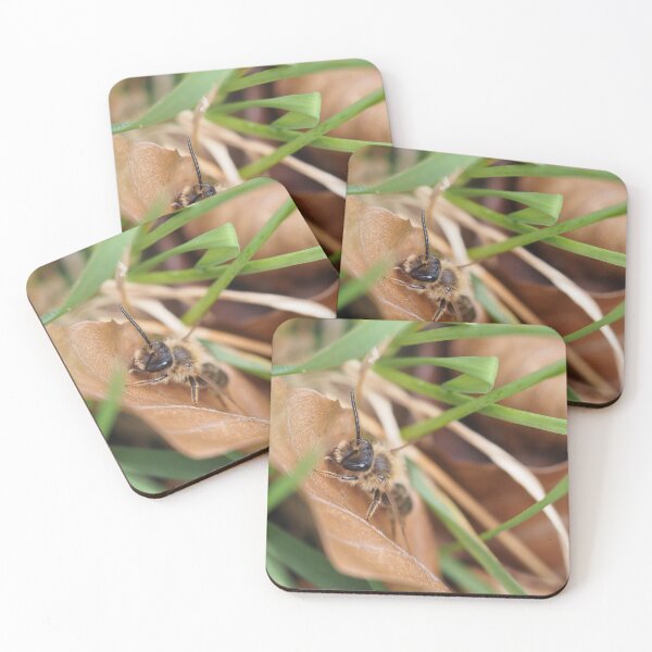 Item preview, Wild bee on dead leaf designed and sold by Syr'photographies.