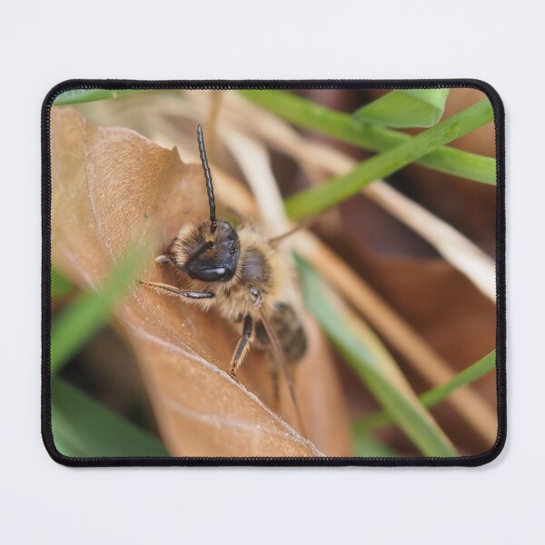 Item preview, Wild bee on dead leaf designed and sold by Syr'photographies.