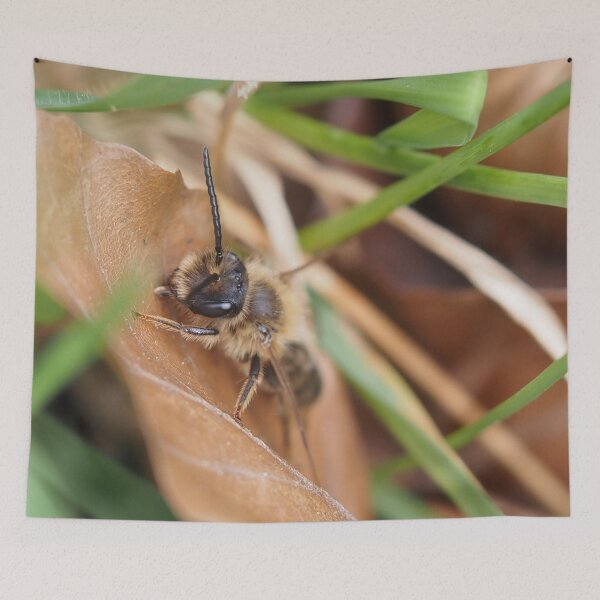 Item preview, Wild bee on dead leaf designed and sold by Syr'photographies.