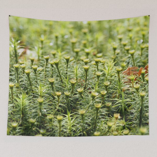 Item preview, Tiny forest of mosses designed and sold by Syr'photographies.