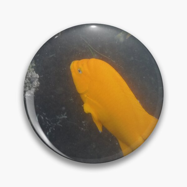 Item preview, Garibaldi in off the coast of California.  designed and sold by 13dragoons.