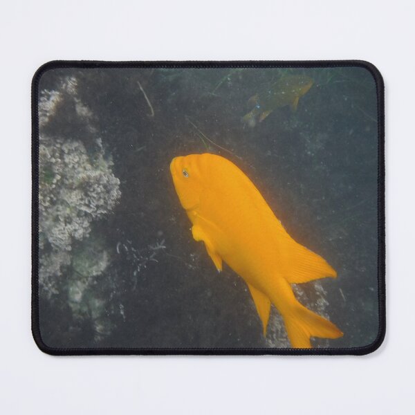 Item preview, Garibaldi in off the coast of California.  designed and sold by 13dragoons.