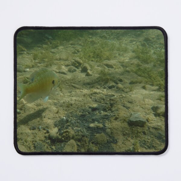 Item preview, A bluegill I found in the Colorado river.  designed and sold by 13dragoons.