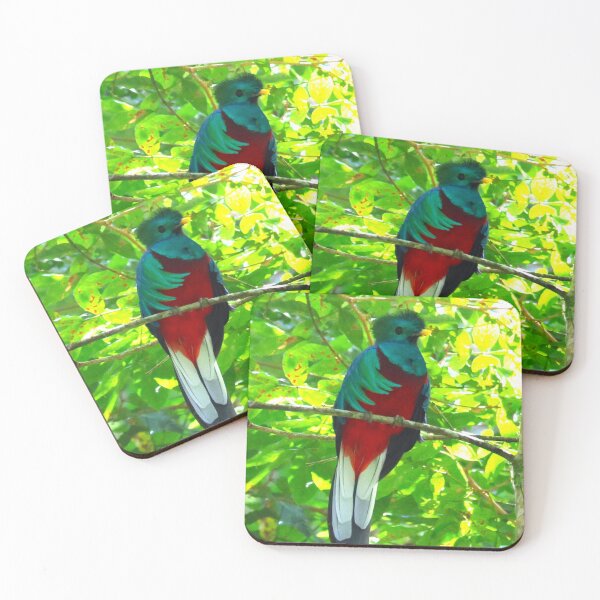 Item preview, Resplendant Quetzal Alvaro Miranda Panama Bird Photography designed and sold by Alvaro-Miranda.