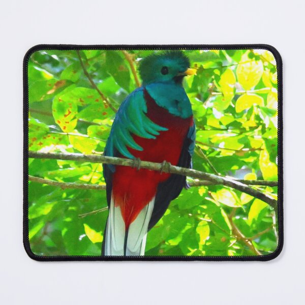 Item preview, Resplendant Quetzal Alvaro Miranda Panama Bird Photography designed and sold by Alvaro-Miranda.