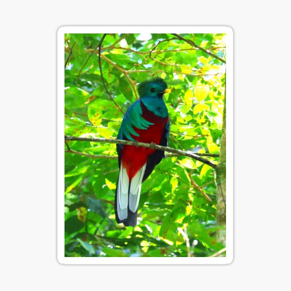 Resplendant Quetzal Alvaro Miranda Panama Bird Photography Sticker