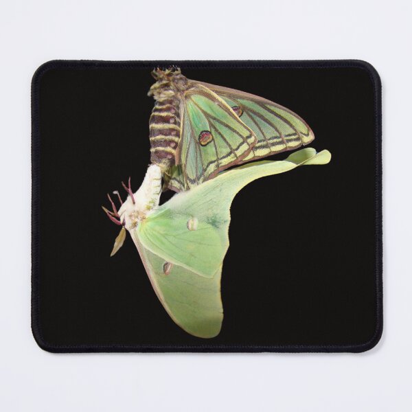 Item preview, Hybridisation: Graellsia isabellae x Actias luna (Actias/Graellsia) PAIRING designed and sold by Entomologist.