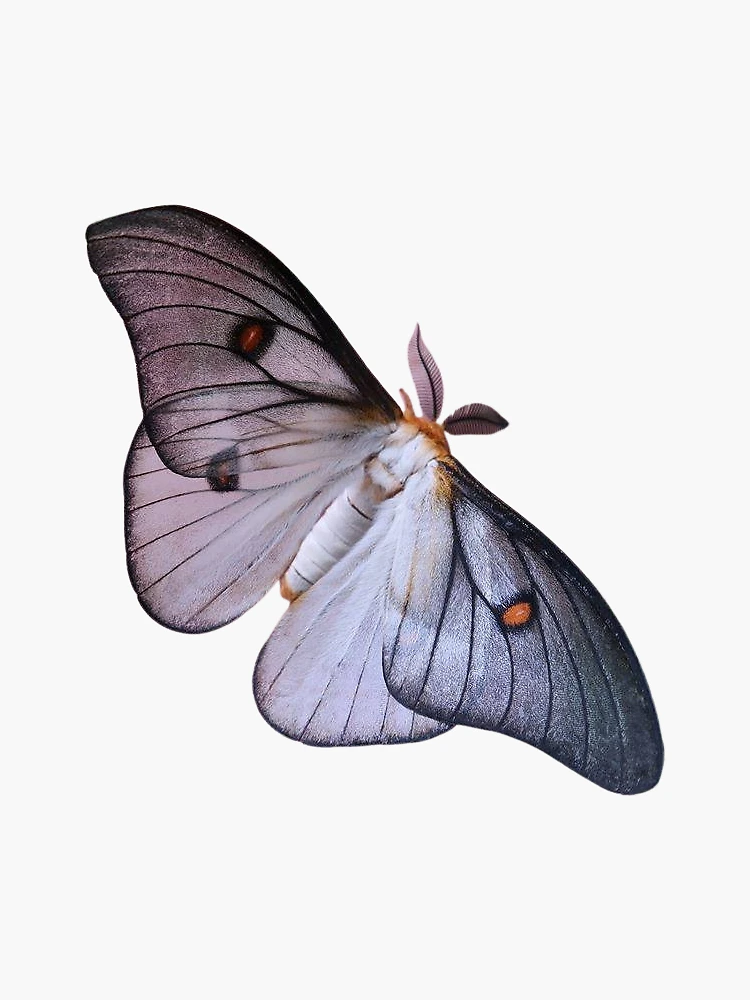 Ghostly Silkmoth / Ceranchia apollina