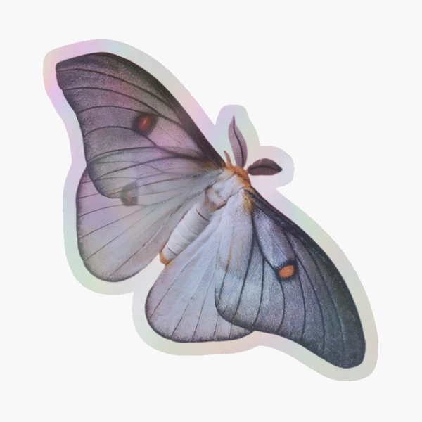 標本 Ceranchia apollina2 pair 112mm 122mm Ceranchia Apollina - Etsy