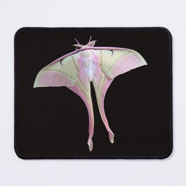 Item preview, Pink Spirit Moth / Actias rhodopneuma / HD Real Photo designed and sold by Entomologist.