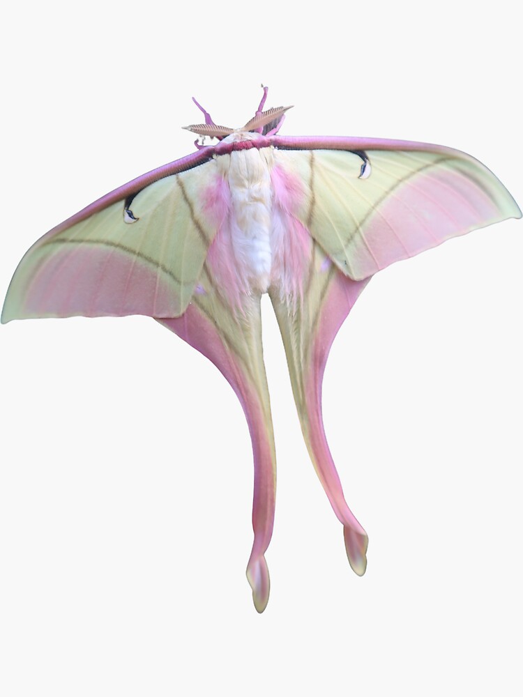 Pink Spirit Moth / Actias rhodopneuma / HD Real Photo