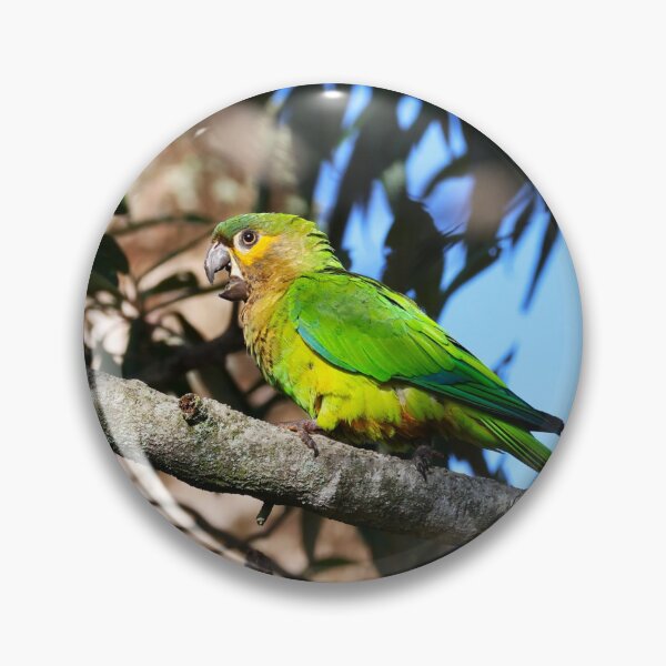 Item preview, Green Parrot Panama Casanga Alvaro Miranda Bird Photography designed and sold by Alvaro-Miranda.