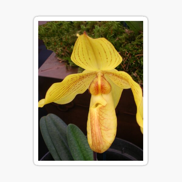 Item preview, Yellow Lady's Slipper Orchid designed and sold by lezvee.