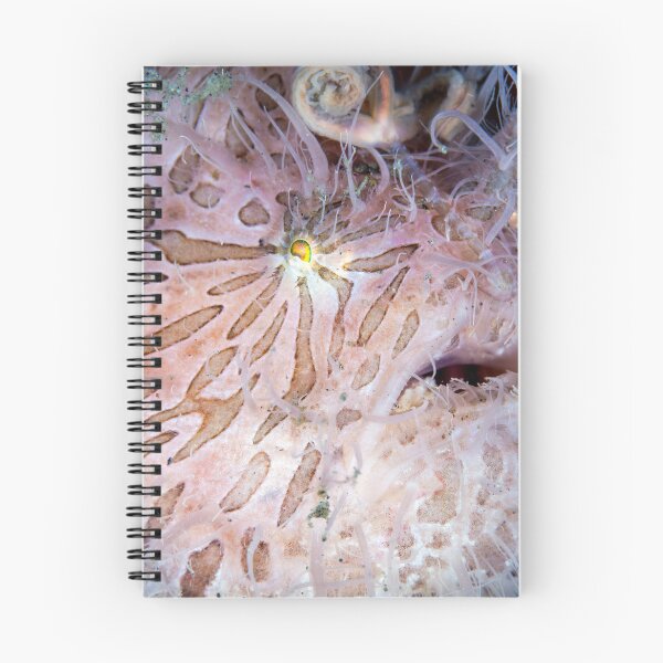 Item preview, Hairy frogfish designed and sold by David Wachenfeld.