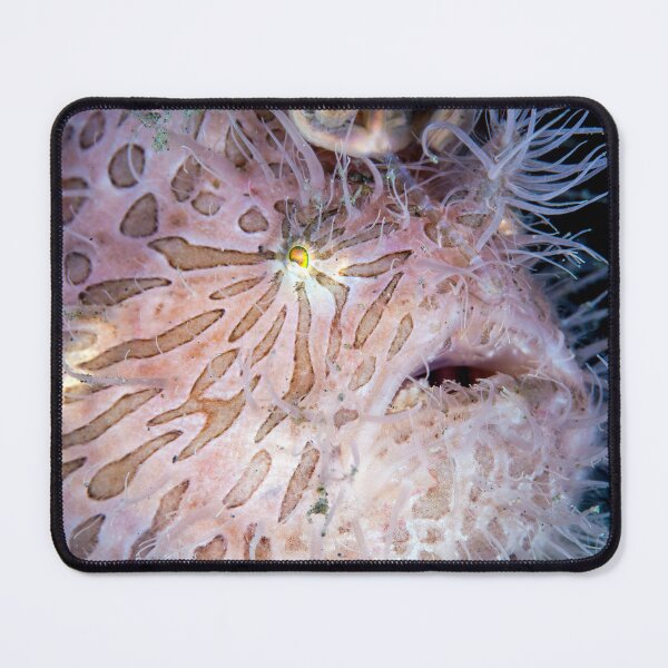 Item preview, Hairy frogfish designed and sold by David Wachenfeld.