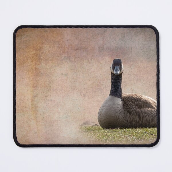 Item preview, Portrait of an Annoyed Canada Goose designed and sold by jrtwynam.