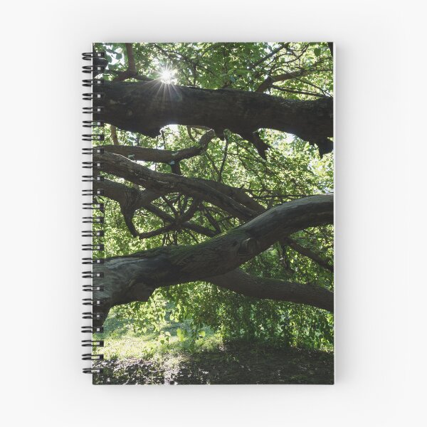 Item preview, Interwoven Branches and Sunburst Under the Mulberry Tree Canopy designed and sold by Georgia Mizuleva.