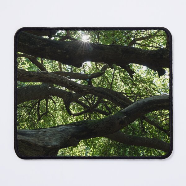Item preview, Interwoven Branches and Sunburst Under the Mulberry Tree Canopy designed and sold by Georgia Mizuleva.