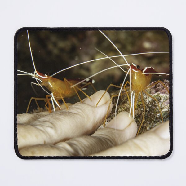 Item preview, Free manicure designed and sold by David Wachenfeld.