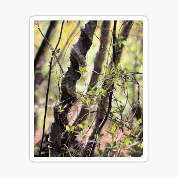 Curly Hazel Sticker