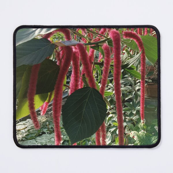 Item preview, Plant With Red, Exotic Plant, Nature, Flora designed and sold by colorgallery11.