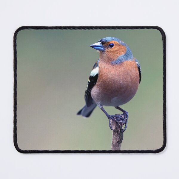 Item preview, Chaffinch designed and sold by Tom McPherson Photography.