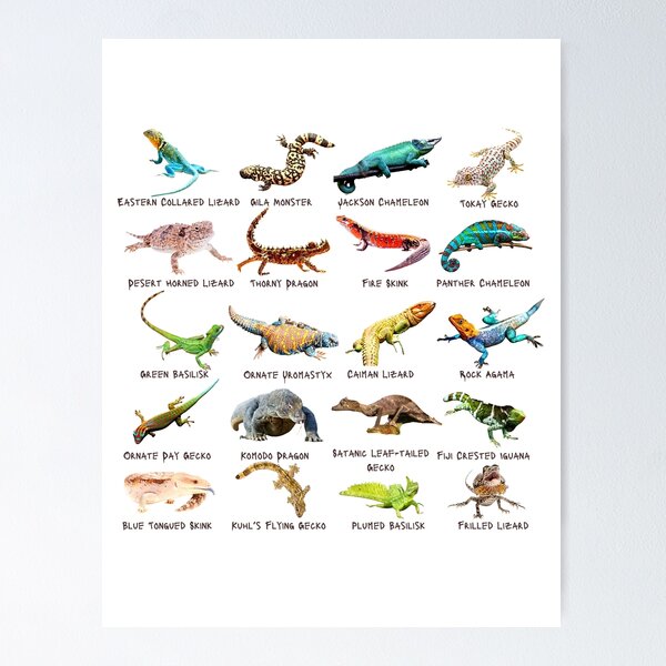 Item preview, Twenty Photos of Legendary Lizards designed and sold by EdmondsLove.