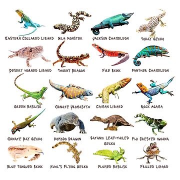 Artwork thumbnail, Twenty Photos of Legendary Lizards by EdmondsLove