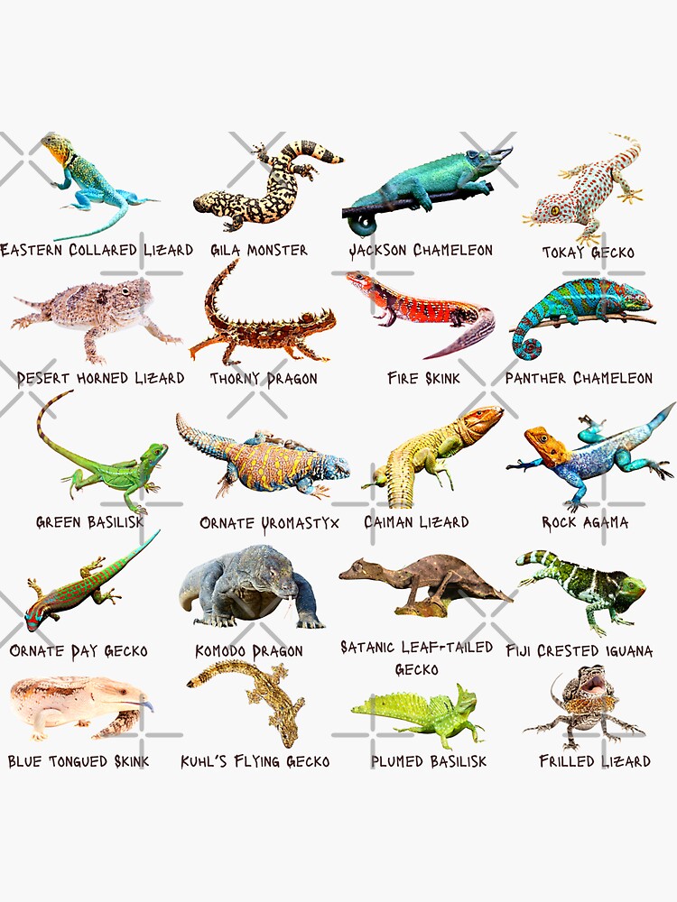 Thumbnail 3 of 3, Sticker, Twenty Photos of Legendary Lizards designed and sold by EdmondsLove.