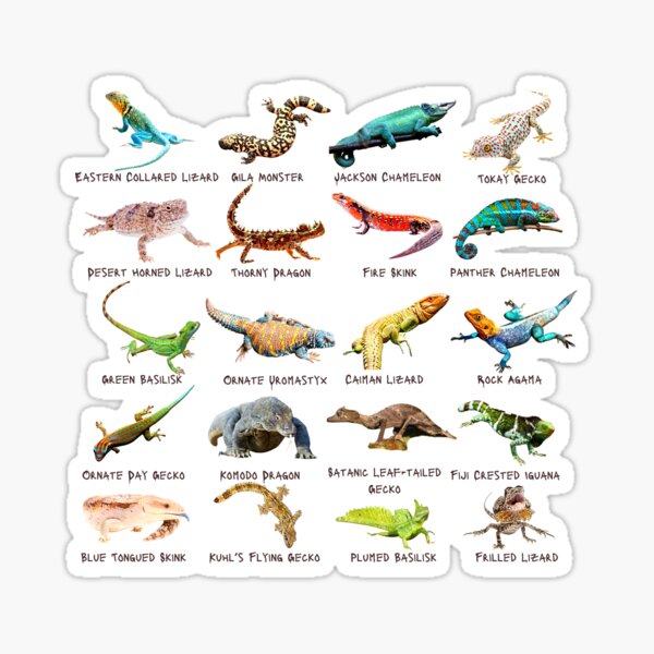 Item preview, Twenty Photos of Legendary Lizards designed and sold by EdmondsLove.