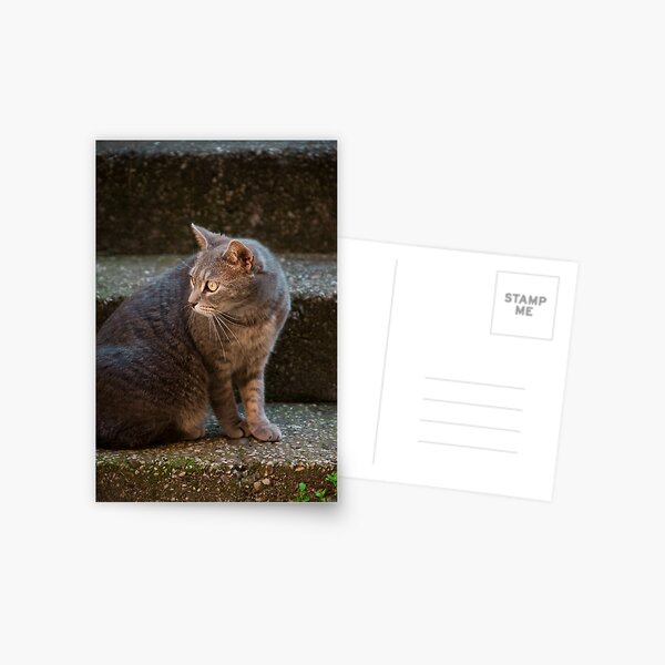curious cat Postcard