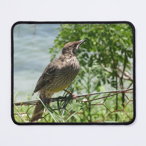 Item preview, Red Wattlebird at Bondi NSW designed and sold by Amanda MichelleDesigns.