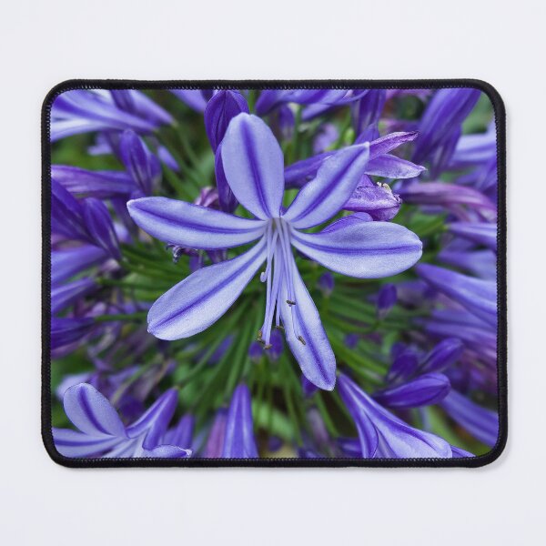 Item preview, Natural Beauty: Vibrant Purple Flowers in the SAPA Mountains designed and sold by franck380.