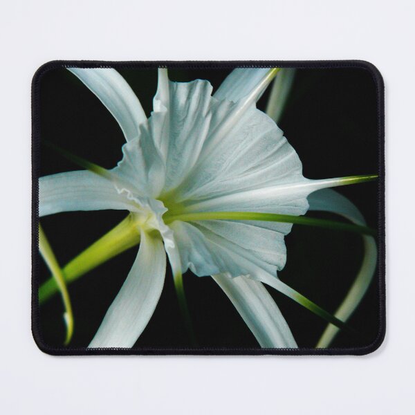 Item preview, Solo... designed and sold by Tamara Travers.