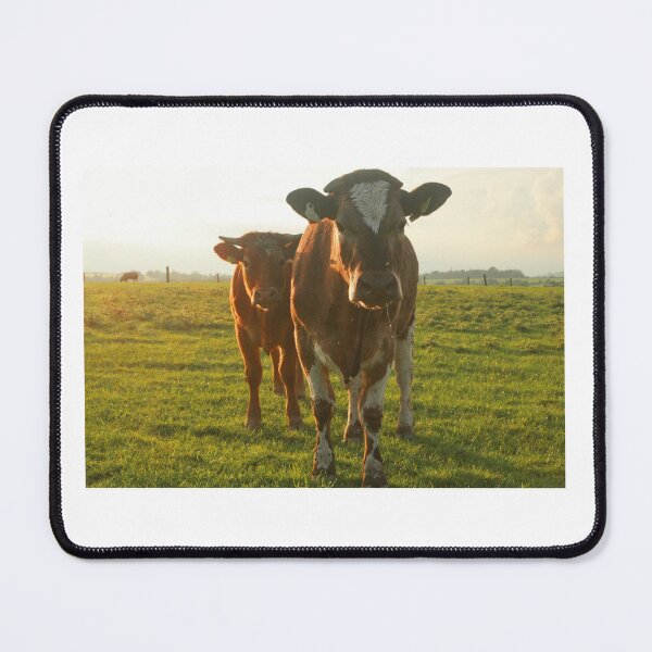 Item preview, Pair of Irish cattle designed and sold by Margauxb.