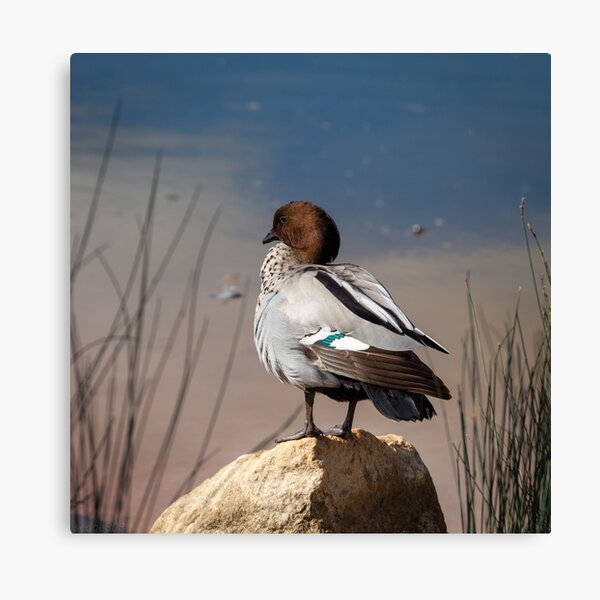 duck Canvas Print
