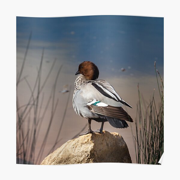 duck Poster