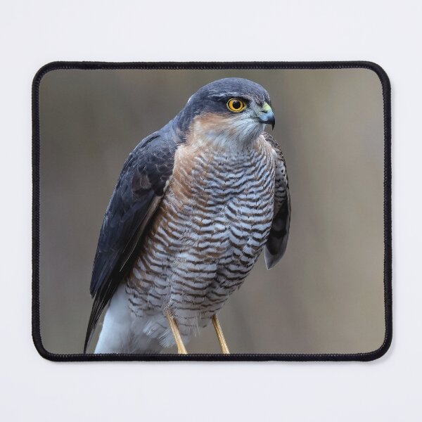 Item preview, Sparrowhawk designed and sold by Tom McPherson Photography.