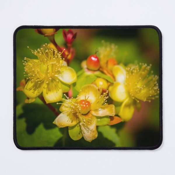 Item preview, Hypericum designed and sold by JEZ22.