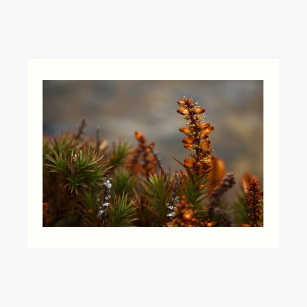 Lake Will Side Trip, Overland Track, Tasmania Art Print