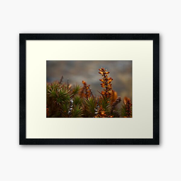 Lake Will Side Trip, Overland Track, Tasmania Framed Art Print