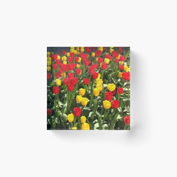 Item preview, Tulips designed and sold by MimiHillier.