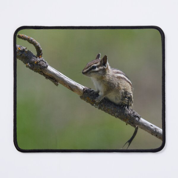 Item preview, Chipmunk with wet tail designed and sold by Cblifeisgood.