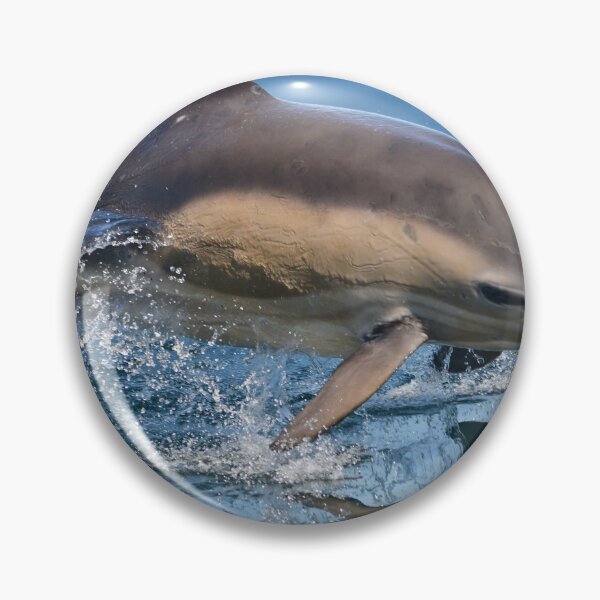 Item preview, Common Dolphin.Trshnish Isles,Inner Hebrides designed and sold by Derren Jones.