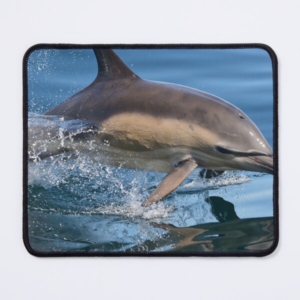 Item preview, Common Dolphin.Trshnish Isles,Inner Hebrides designed and sold by Derren Jones.