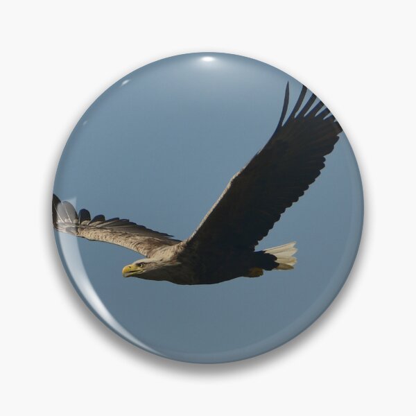 Item preview, White Tailed Sea Eagle ,Isle of Mull. designed and sold by Derren Jones.