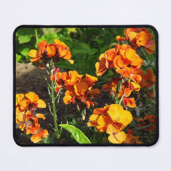 Item preview, Orange Wallflower designed and sold by wiggyofipswich.
